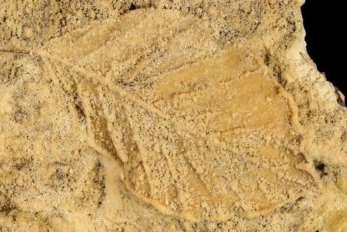 Fossil Leaves Preserved In Travertine - Austria #113072